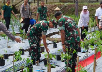 Urban Farming “From Zero to Hero” Jadi Inspirasi Koramil 03 Tanjung Priok 