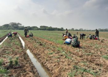 Keberhasilan Korem 051/Wkt Panen Bawang Super di Blok Wanajaya 02