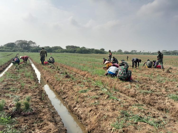 Keberhasilan Korem 051/Wkt Panen Bawang Super di Blok Wanajaya 02