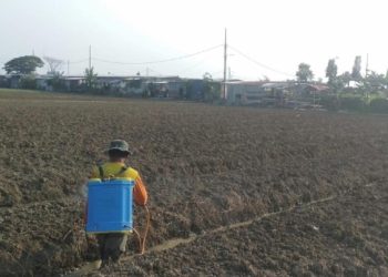 Prajurit Korem 051/Wkt Bekerja Sama dengan Poktan Tingkatkan Budidaya Tanaman Bawang Merah