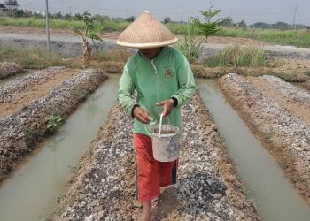 Gebrakan Baru Korem 051/Wkt: Budidaya Melon di Urban Farming, Dorong Pertanian Berkelanjutan dan Ekonomi Lokal