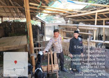 Bhabinkamtibmas Polsek Pringgabaya Agus Salim Berikan Bantuan 3 Ekor Kambing