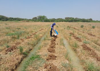 Penggunaan Kotoran Gajah sebagai Pupuk Organik di Urban Farming Korem 051/Wkt
