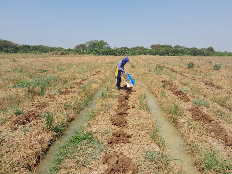 Penggunaan Kotoran Gajah sebagai Pupuk Organik di Urban Farming Korem 051/Wkt