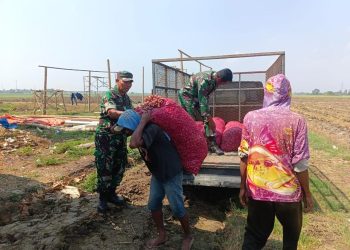 Korem 051/Wkt Berhasil Kembangkan Bibit Bawang Merah Unggul di Lahan Urban Farming