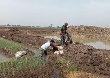 Embung Baru di Urban Farming Korem 051/Wkt, Solusi Irigasi untuk Hasil Pertanian Optimal