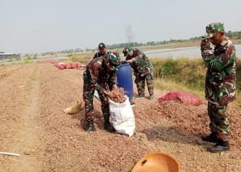 Babinsa Kodim Jajaran Korem 051/Wkt Terjun Langsung dalam Panen Bawang Merah untuk Ketahanan Pangan