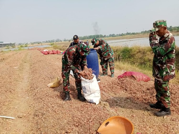 Babinsa Kodim Jajaran Korem 051/Wkt Terjun Langsung dalam Panen Bawang Merah untuk Ketahanan Pangan