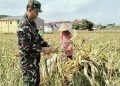 Dukung Ketahanan Pangan, Serka Sujarwo Bantu Panen Jagung Warga Desa Modangan