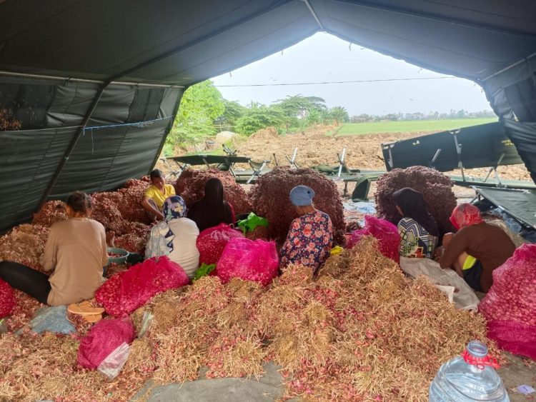 Bawang Merah Jadi Komoditas Unggulan di Urban Farming Korem 051/Wijayakarta 