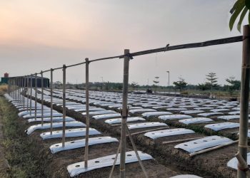 Korem 051/Wijayakarta Tingkatkan Pertanian di Lahan Urban Farming dengan Pupuk Organik dan Budidaya Melon