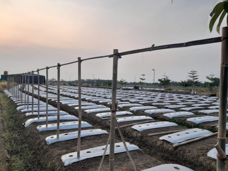 Korem 051/Wijayakarta Tingkatkan Pertanian di Lahan Urban Farming dengan Pupuk Organik dan Budidaya Melon