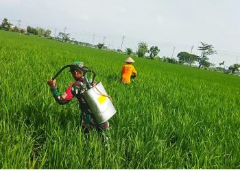 Babinsa Turun Langsung Bantu Petani Semprot Hama Padi