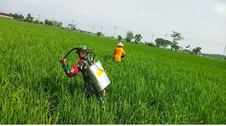 Babinsa Turun Langsung Bantu Petani Semprot Hama Padi