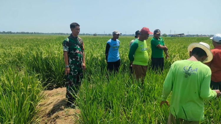 Babinsa Desa Bunder Koramil 0620-18/Susukan Laksanakan Pendampingan Upsus Bersama BPP Kecamatan Susukan dan Poktan Eka Mulya