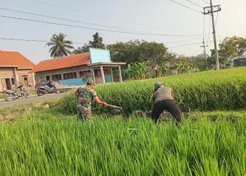 Selalu Dekat Dengan Warganya, Babinsa Desa Selopuro Tingkatkan Hasil Panen Petani