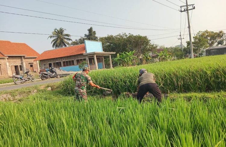 Selalu Dekat Dengan Warganya, Babinsa Desa Selopuro Tingkatkan Hasil Panen Petani