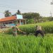 Selalu Dekat Dengan Warganya, Babinsa Desa Selopuro Tingkatkan Hasil Panen Petani