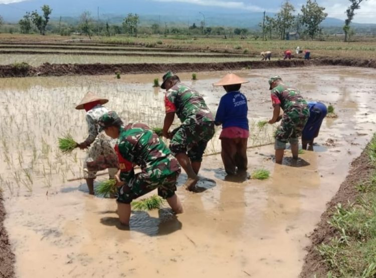 Tak Takut Lumpur, Babinsa Bantu Petani Tanam Padi   