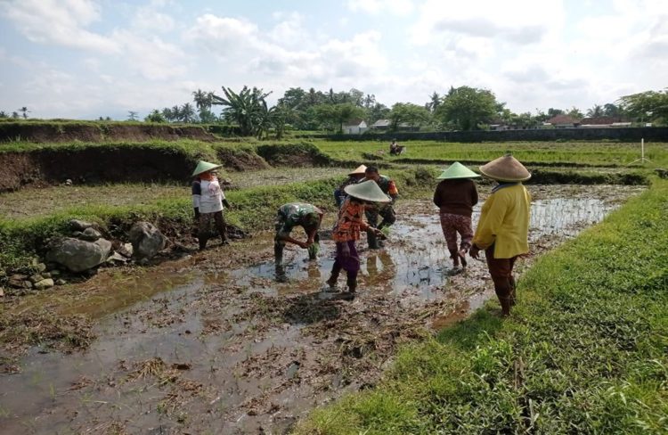 Babinsa Koramil Gandusari Bantu Poktan Barokah Tanam Padi