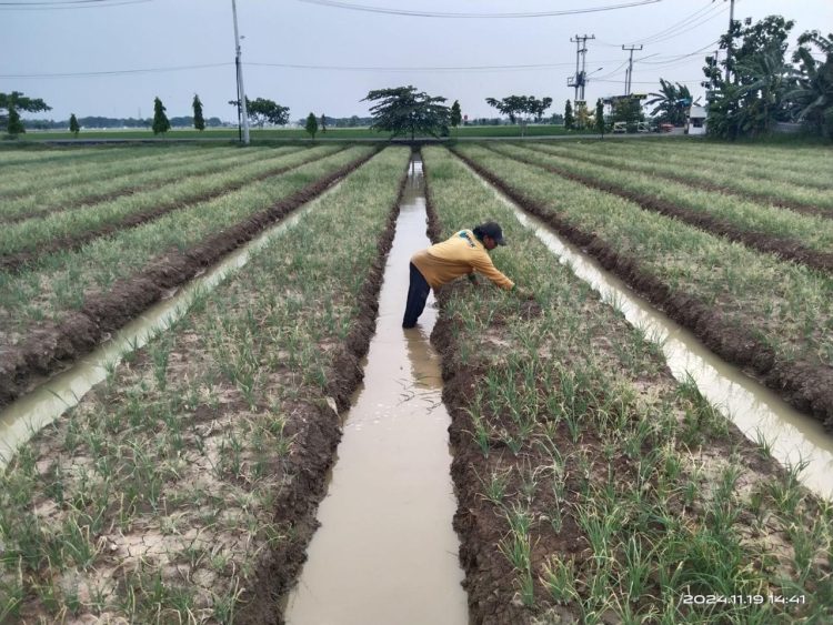 Korem 051/Wijayakarta Gencarkan Pertanian Terpadu untuk Kemandirian Pangan