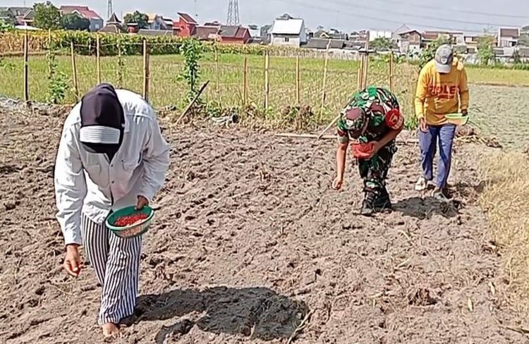 Jaga Ketahanan Pangan, Babinsa Tanggung Bantu Petani Tanam Jagung Hibrida