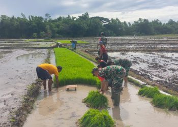 Tingkatkan Hasil Panen, Babinsa Kodim Boyolali Dampingi Petani