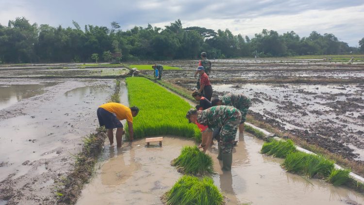 Tingkatkan Hasil Panen, Babinsa Kodim Boyolali Dampingi Petani