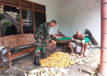 Babinsa Selo Tumbuhkan Semangat dan Motivasi Petani Jagung