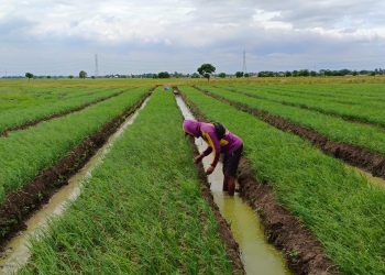 Kelompok Petani Laksanakan Perawatan Tanaman Bawang Merah di Urban Farming Korem 051/WKT
