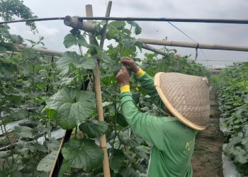 Korem 051 Wijayakarta Sukses Budidaya Melon Premium