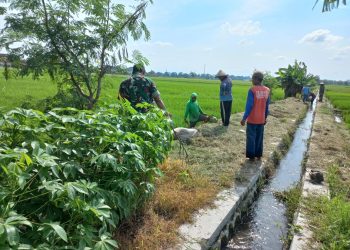 Babinsa Sawit Bersama Petani Galakkan Gropyokan Hama Tikus