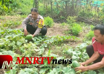 Aiptu Amin Rois Bersama Penggarap Lahan Lakukan Pengecekan Lahan Pertanian di Desa Karangsari 