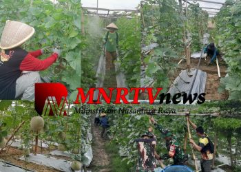 Keberhasilan Babinsa Pendamping Tanam Budidaya Melon di Lahan Urban Farming Korem 051 Wijayakarta