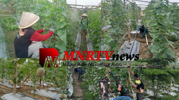 Keberhasilan Babinsa Pendamping Tanam Budidaya Melon di Lahan Urban Farming Korem 051 Wijayakarta