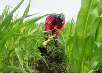 Korem 051 Wijayakarta Laksanakan Perawatan Tanaman Jagung