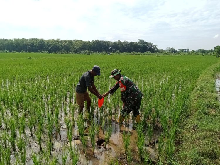 Babinsa Simo Terjun Ke Sawah Bantu Berantas Hama Keong