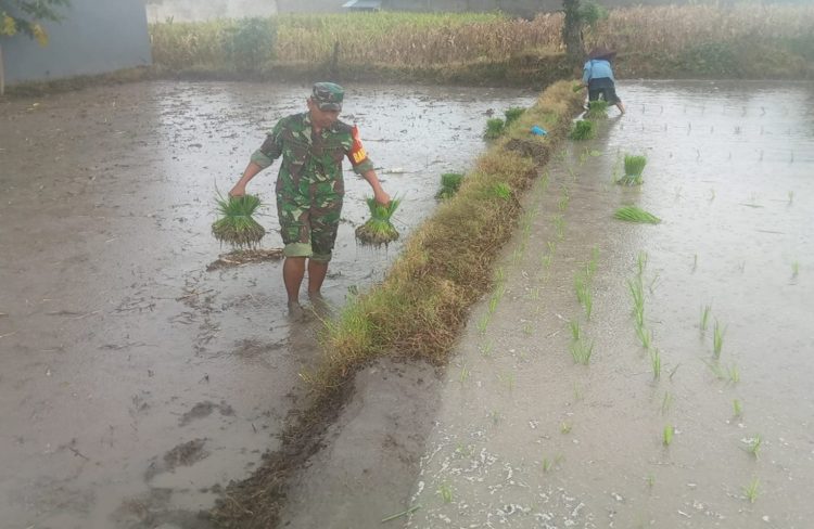 Dukung Ketahanan Pangan Wilayah, Babinsa Sumberboto Bantu Petani Tanam Padi