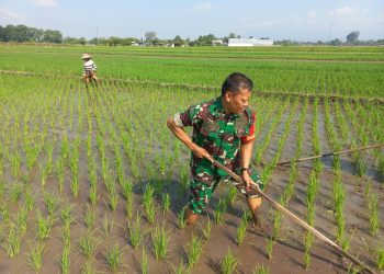 Sukseskan Swasembada Pangan Babinsa Sawit Bantu Petani Manjung