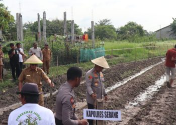Penanaman 1 Juta Hektar Polri-Kementan, Polres Serang Tanam Jagung di Lahan 3,5 Hektar
