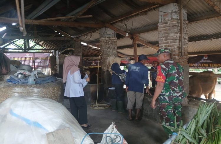 Antisipasi Wabah PMK, Babinsa Sumberdiren Dampingi Pemeriksaan Hewan Ternak di Blitar