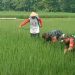 Antisipasi Hama Wereng, Babinsa Dampingi Petani Semprot Tanaman Padi