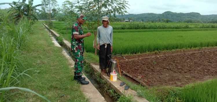 Upaya Babinsa Simo Bersama Petani Tanggulangi Hama