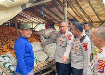 Kapolsek Tigaraksa Tinjau Lahan Jagung 18 Ton Siap Panen di Desa Pematang