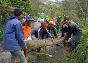 Babinsa Selo Sigap Evakuasi Pohon Tumbang, Akses Jalan Tarubatang Kembali Lancar