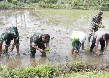 Kasdim 0808 Blitar Bersama Poktan Tunas Tani Percepat Tanam Padi di Ponggok Dukung Swasembada Pangan