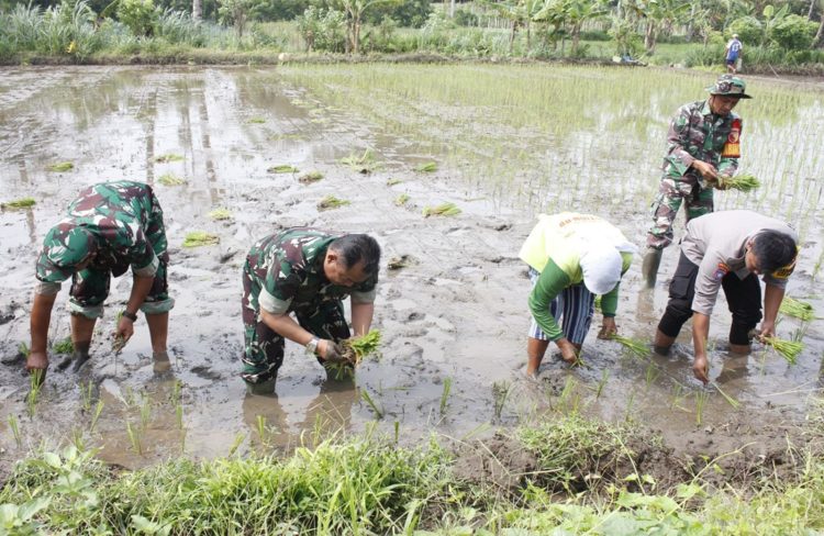 Kasdim 0808 Blitar Bersama Poktan Tunas Tani Percepat Tanam Padi di Ponggok Dukung Swasembada Pangan