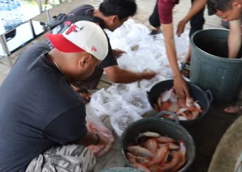 Panen Perdana Ikan Nila Merah, Kapolres Serang Bagikan 350 Kg Hasil Bioflok Program Ketapang