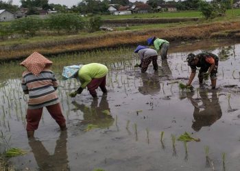 Babinsa Rembang Turun ke Sawah, Dukung Percepatan Tambah Tanam dan Ketahanan Pangan