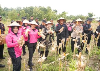 Sat Brimob Polda Jateng Gelar Panen Raya di Sragen, Perkuat Ketahanan Pangan Nasional